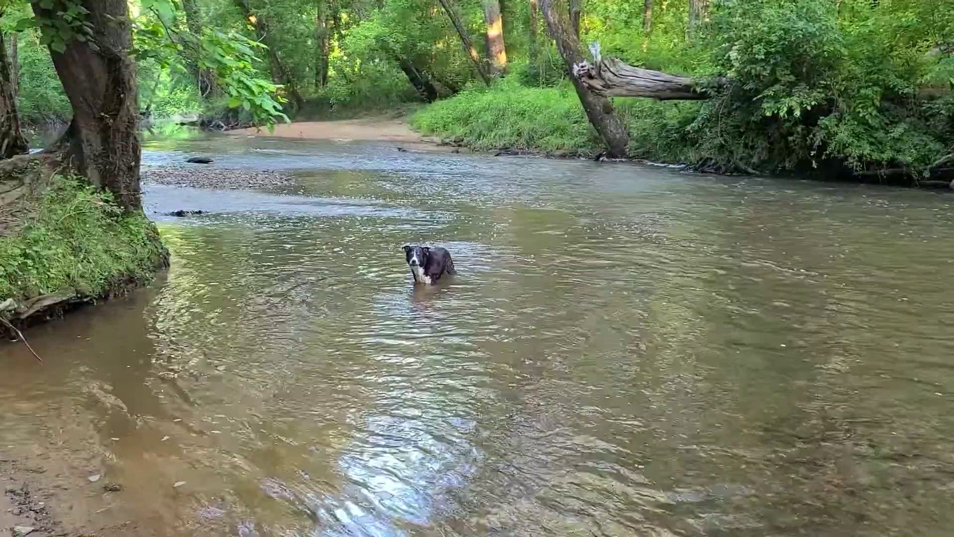 Frisbee Diving V